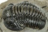 Curled Gerastos Trilobite Fossil - Morocco #277648-1